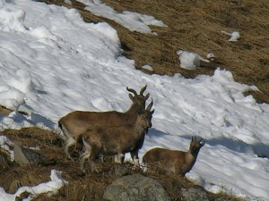 Markhor-at-Kazinag-National-Park-Kashmir