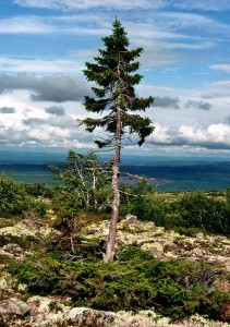 Old-Tjikko-tree