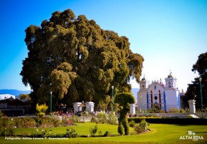 arbol-del-tule-widest-tree-trunk-in-the-world