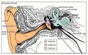 Auricular-muscles