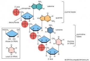 DNA