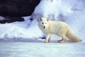 arcticfox