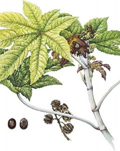 castor bean