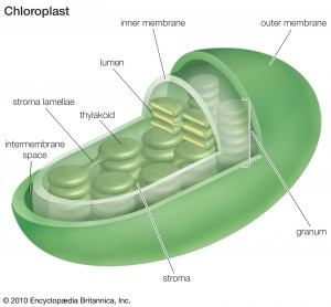 chloroplast