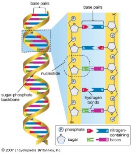 dna base