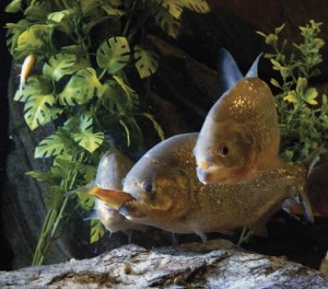 fish 4