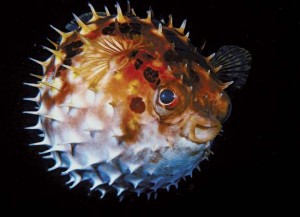 fish10