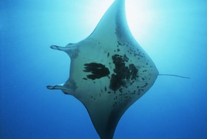 Raja Ampat, Indonesia, Pacific Ocean, manta ray (Manta birostris), view from below