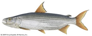 fish00063/600x234px/8/31/09/DS