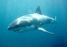 fish7