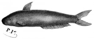 fish8