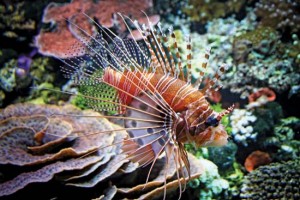 fish9