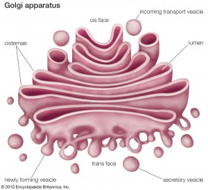 golgi