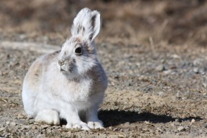 hares