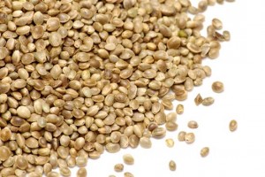 hemp seeds