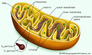 mitochondria