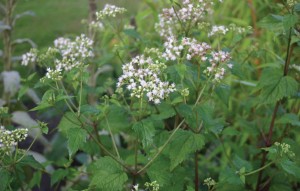 poisonous plants