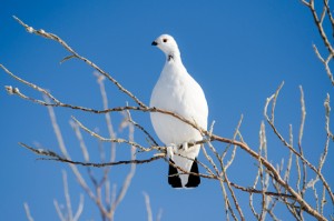 ptarmigans