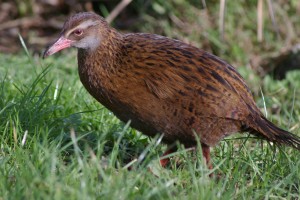 weka